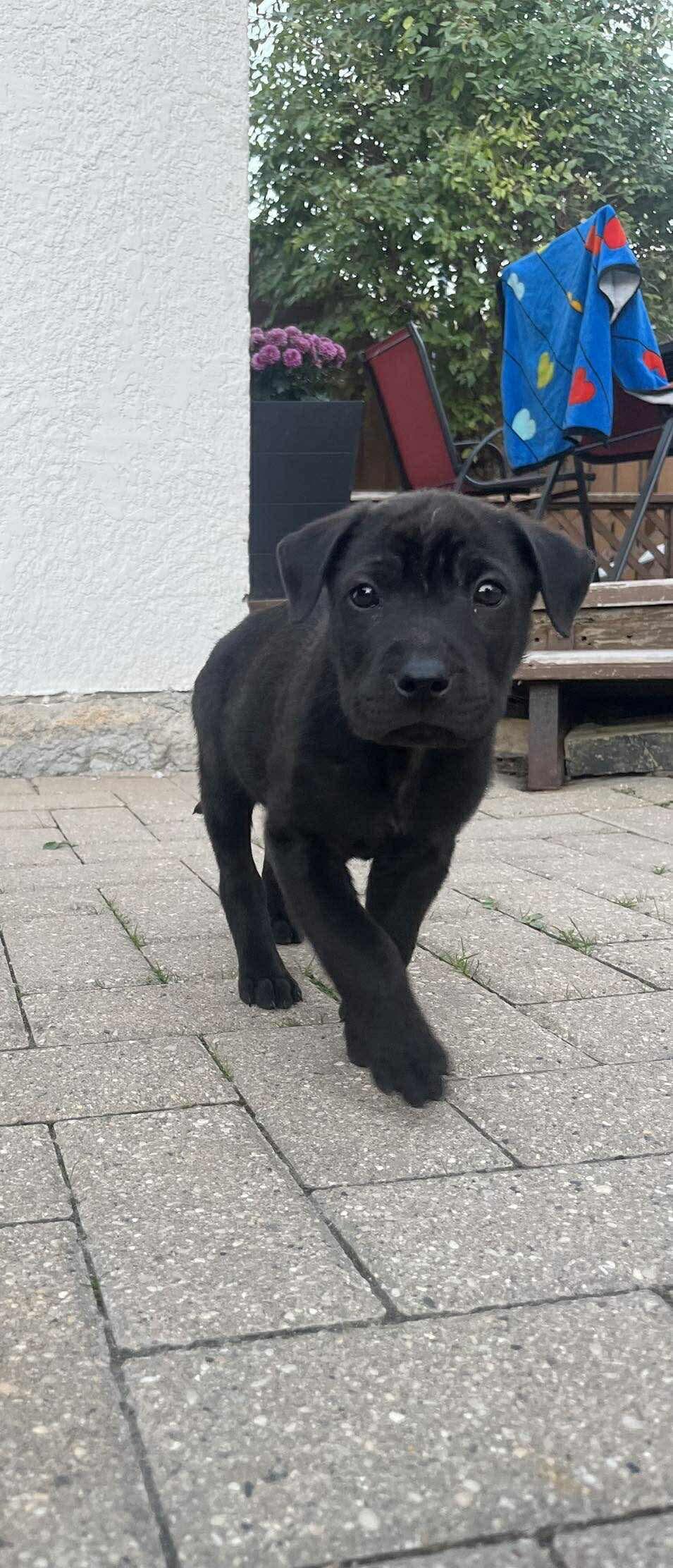 Corduroy, Adoptable, Puppy Male Shar-Pei & Labrador Retriever.