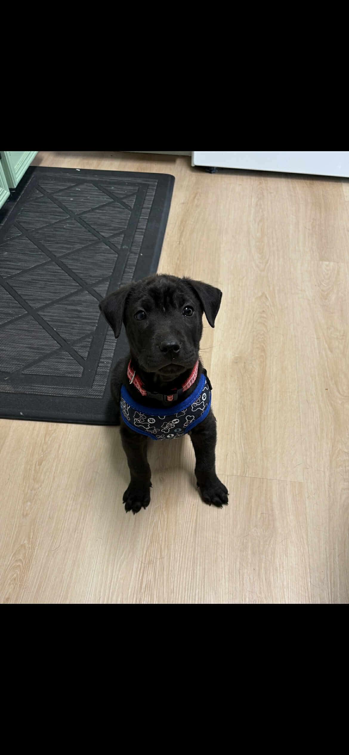 Corduroy, an adoptable Shar-Pei, Labrador Retriever in Winnipeg, MB, R2R 1s1 | Photo Image 3