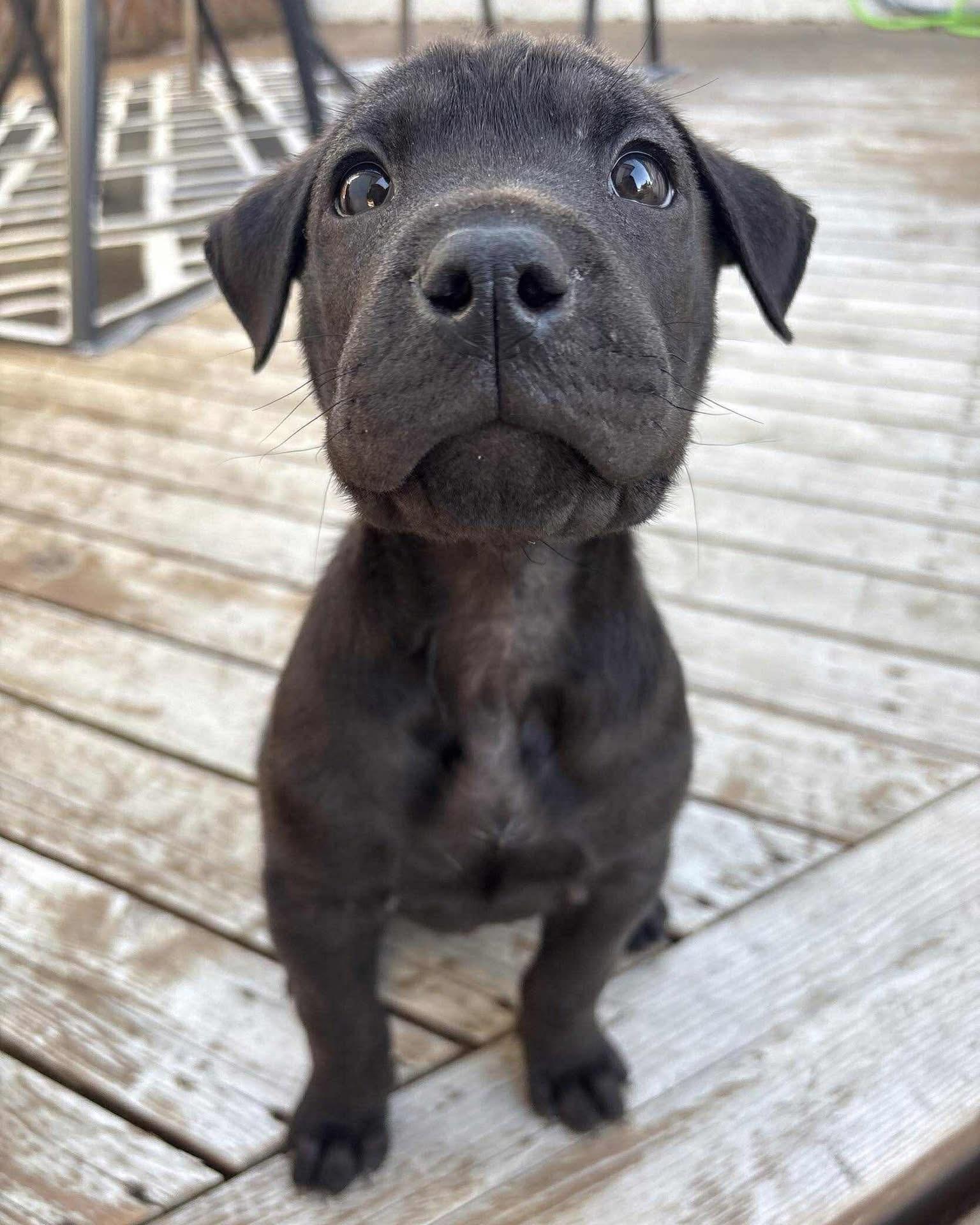 Corduroy, an adoptable Shar-Pei, Labrador Retriever in Winnipeg, MB, R2R 1s1 | Photo Image 2