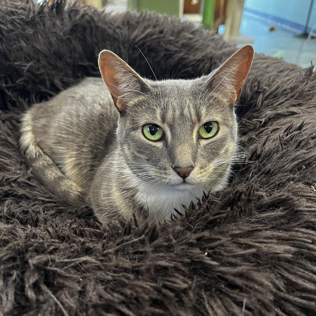 Enlarge Whiskers (& Main), a Adoptable Domestic Short Hair in Kennett Square, PA image 1/4