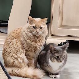 Enlarge Whiskers (& Main), a Adoptable Domestic Short Hair in Kennett Square, PA image 3/5