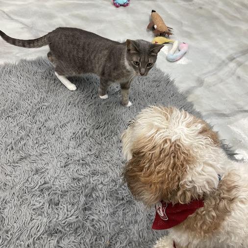 Enlarge Whiskers (& Main), a Adoptable Domestic Short Hair in Kennett Square, PA image 3/4