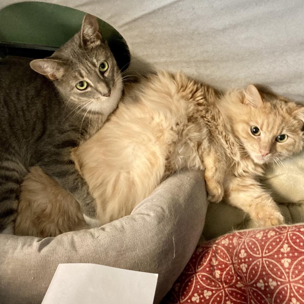 Enlarge Whiskers (& Main), a Adoptable Domestic Short Hair in Kennett Square, PA image 4/4