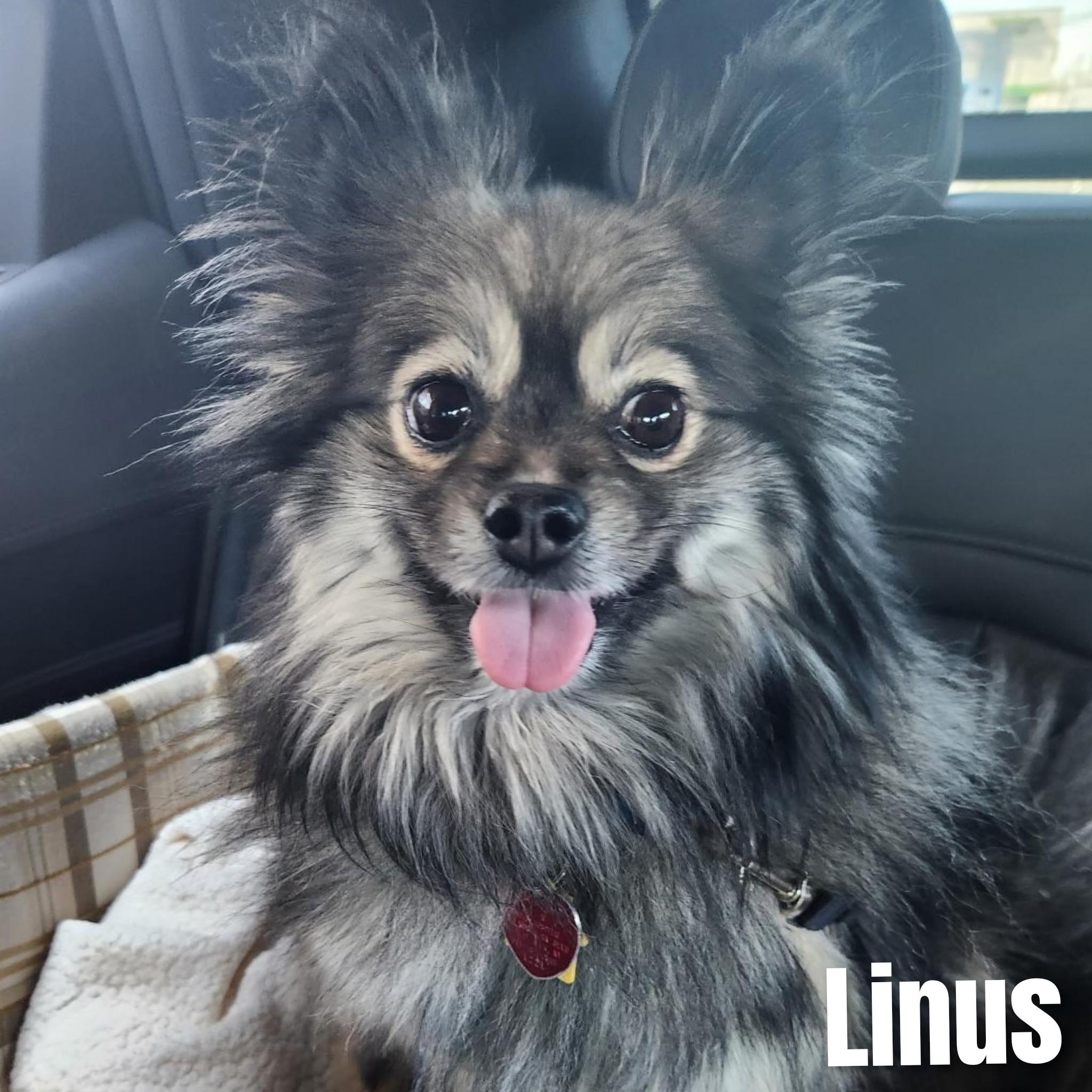 Linus, a Adoptable Pomeranian in Bayside, NY image 1/5