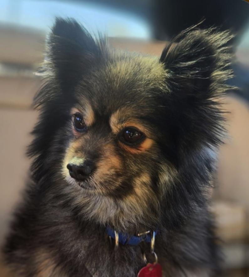 Linus, a Adoptable Pomeranian in Bayside, NY image 2/5