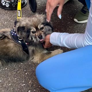 Linus, a Adoptable Pomeranian in Bayside, NY image 3/5