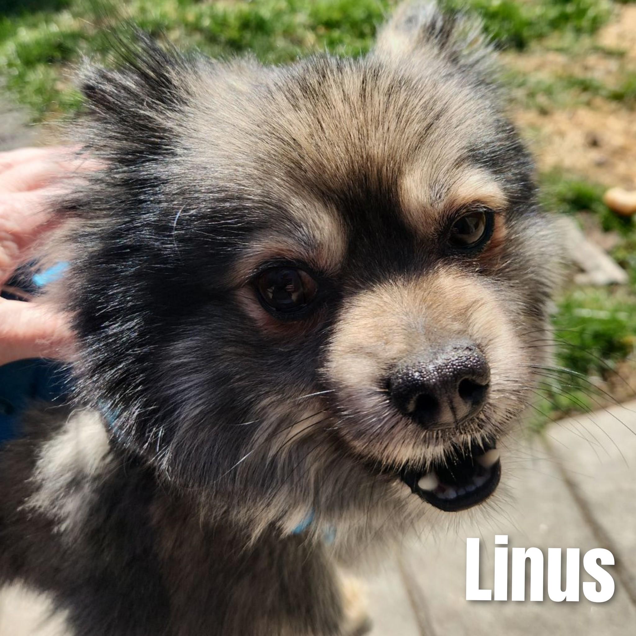Linus, a Adoptable Pomeranian in Bayside, NY image 4/5