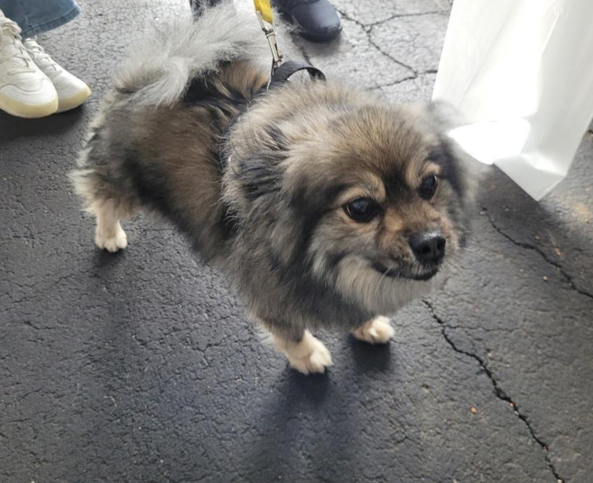 Linus, a Adoptable Pomeranian in Bayside, NY image 5/5