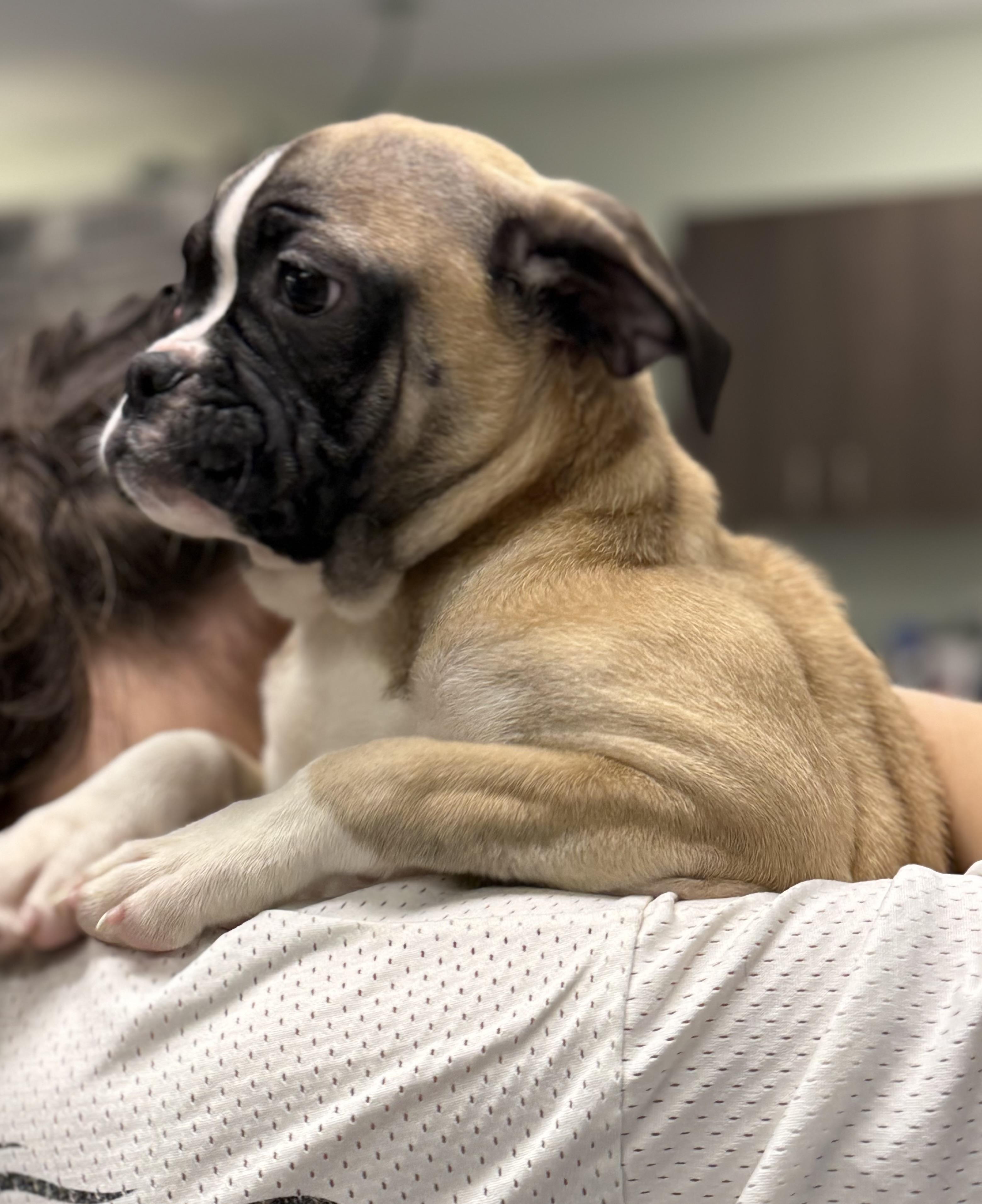 Enlarge Alexa, an adopted mixed breed in Milford, CT image 5/5