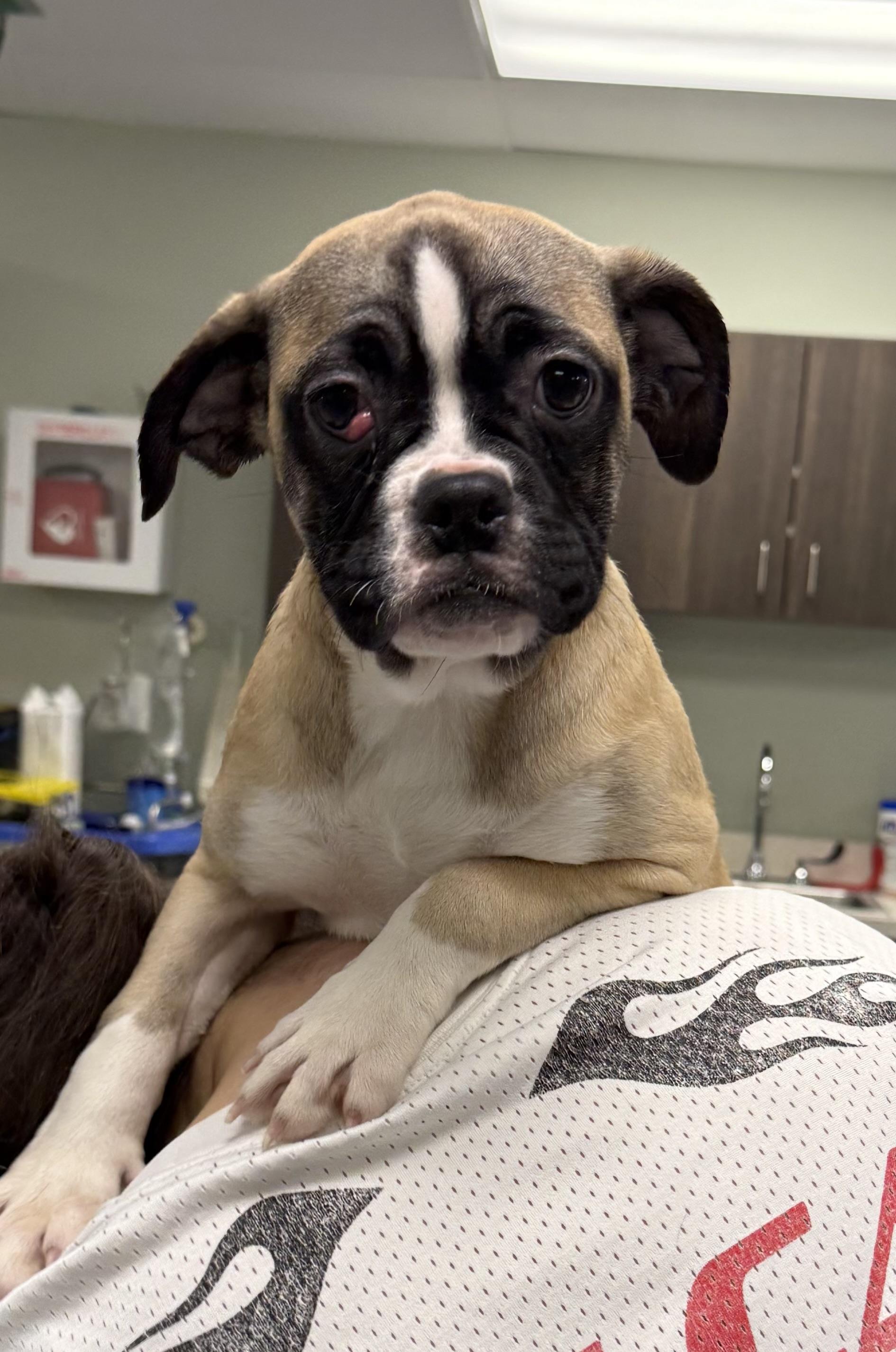 Alexa, adopted, Puppy Female Pug & American Bulldog.