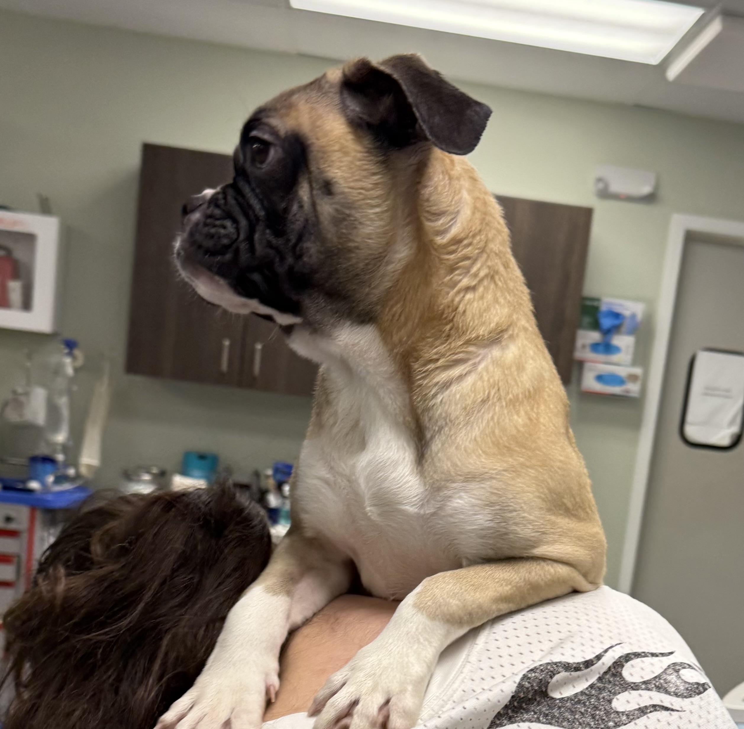 Enlarge Alexa, an adopted mixed breed in Milford, CT image 2/5