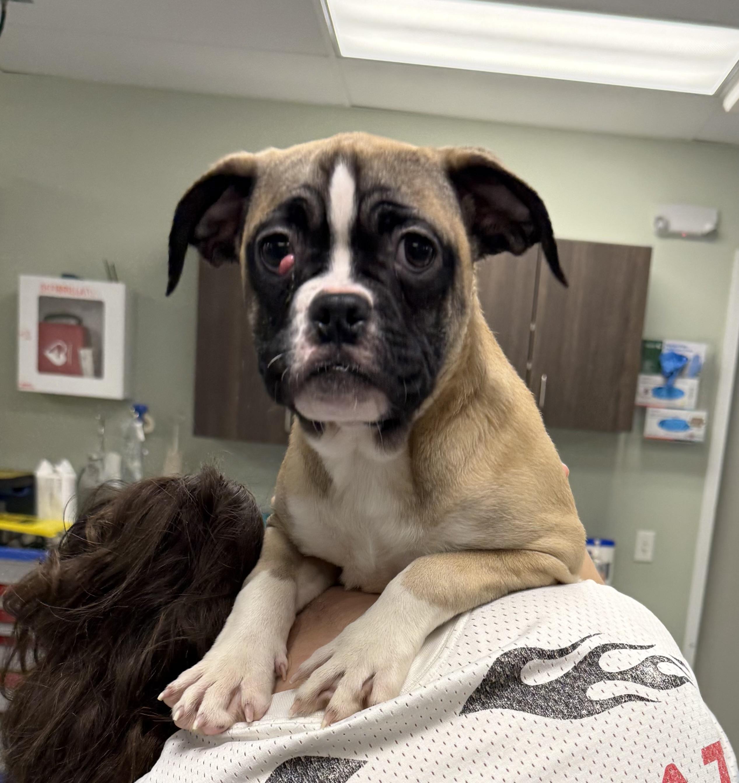 Enlarge Alexa, an adopted mixed breed in Milford, CT image 4/5