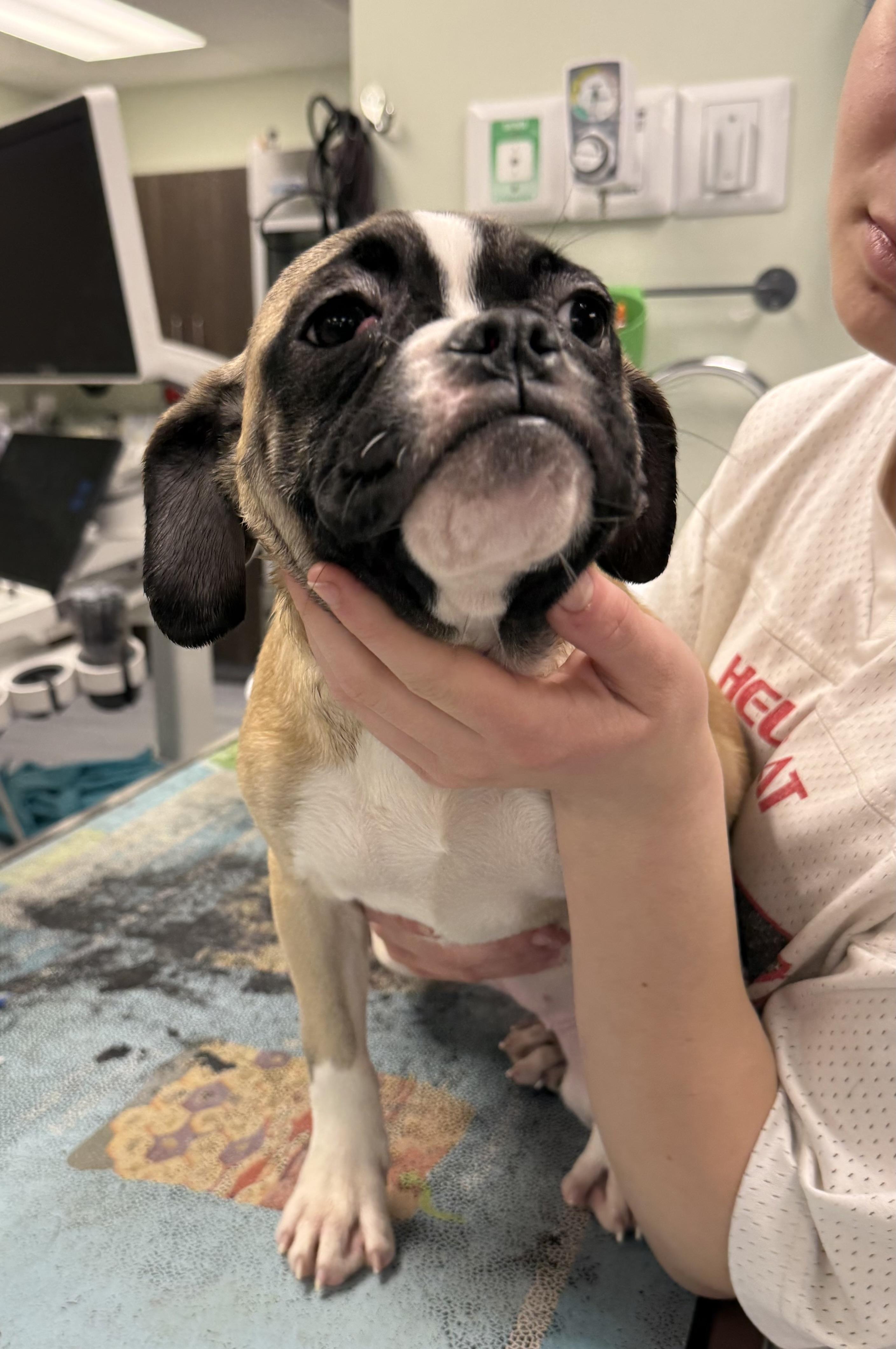 Enlarge Alexa, an adopted mixed breed in Milford, CT image 3/5