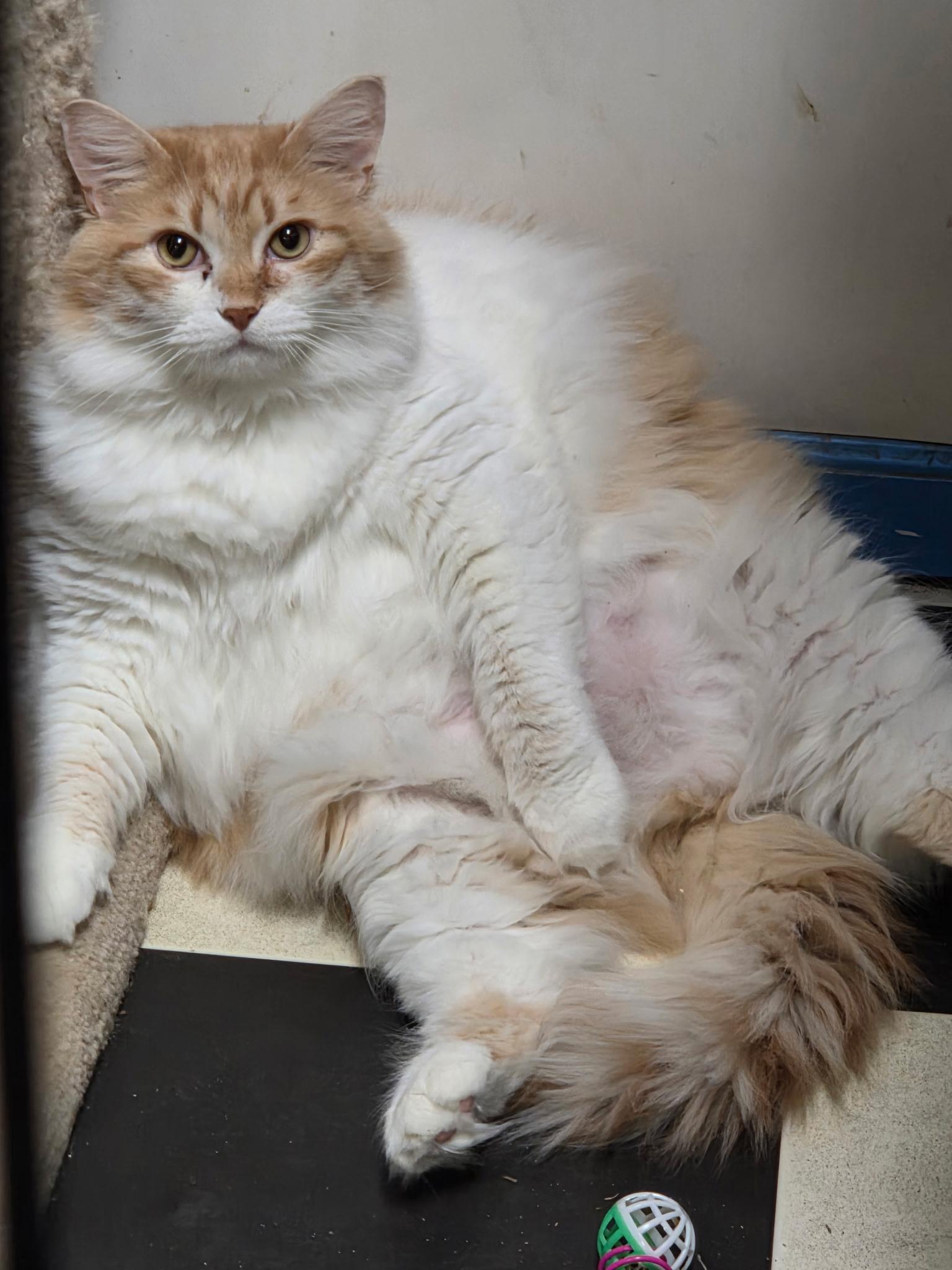 Enlarge Zenny, a Adoptable Domestic Medium Hair in Monticello, IL image 1/4