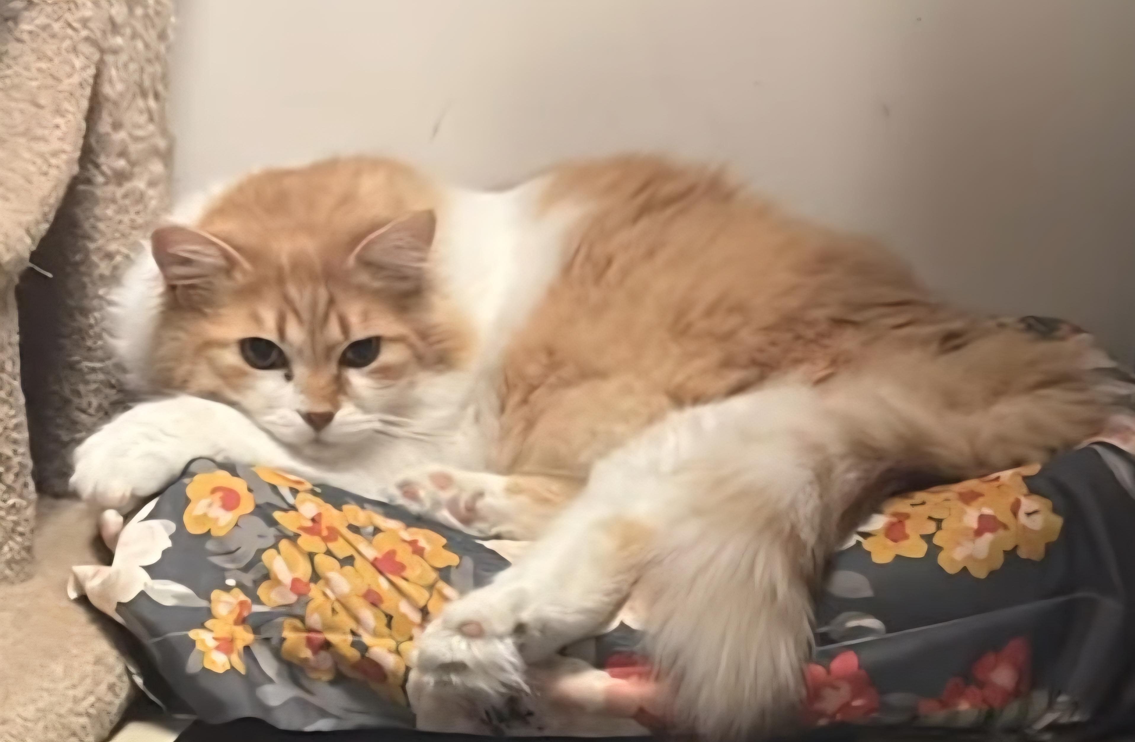 Enlarge Zenny, a Adoptable Domestic Medium Hair in Monticello, IL image 3/4