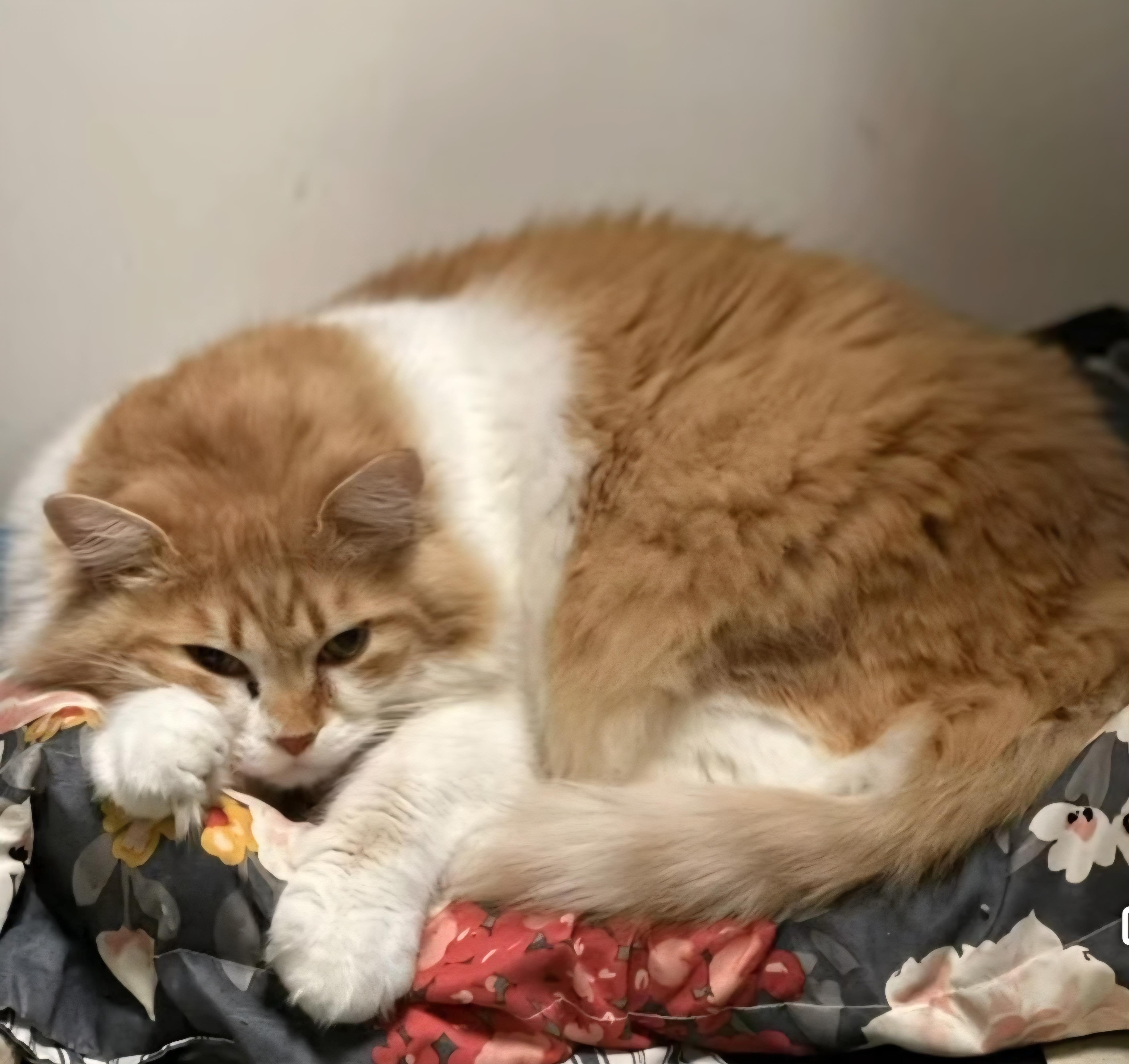 Enlarge Zenny, a Adoptable Domestic Medium Hair in Monticello, IL image 2/4