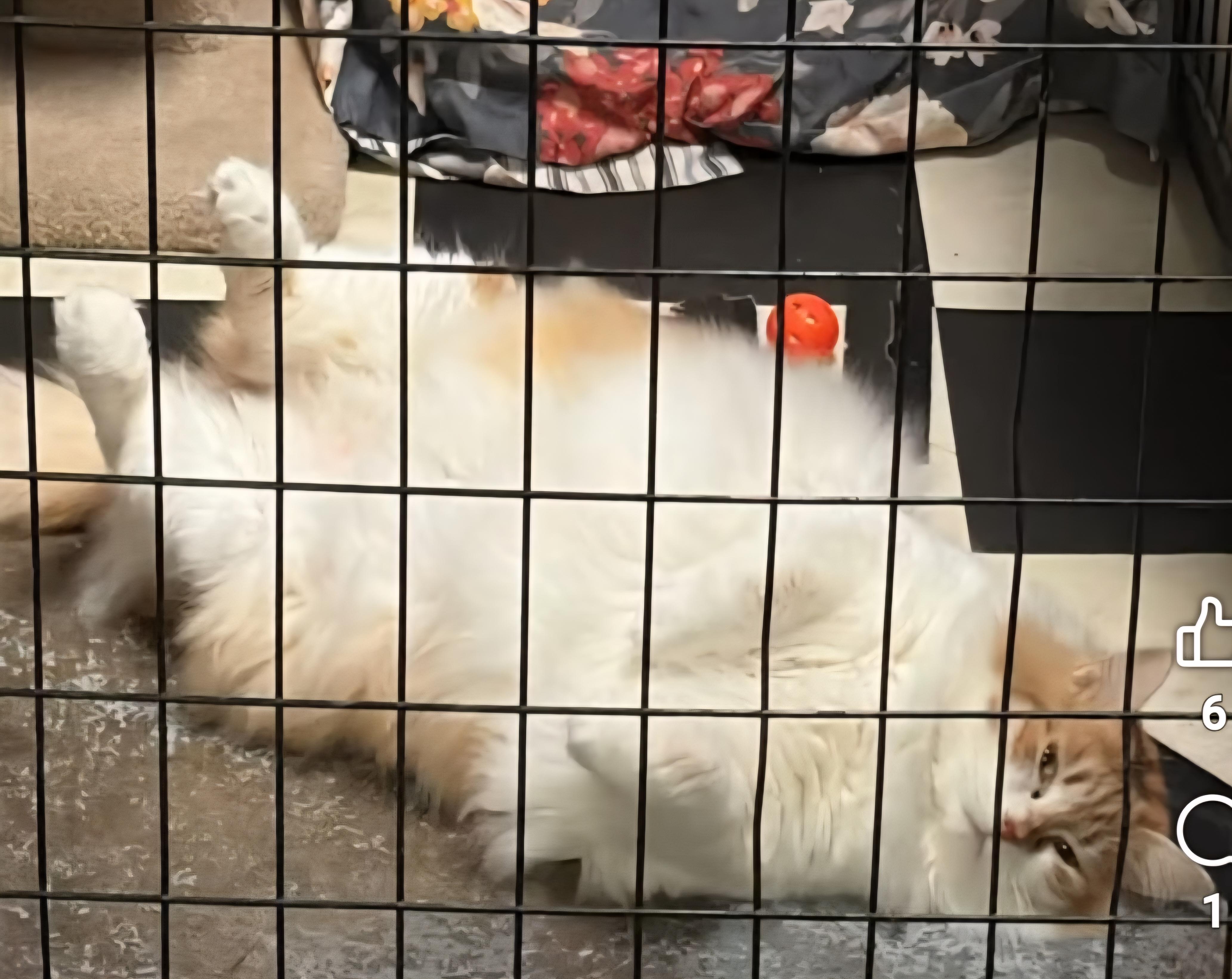 Enlarge Zenny, a Adoptable Domestic Medium Hair in Monticello, IL image 4/4