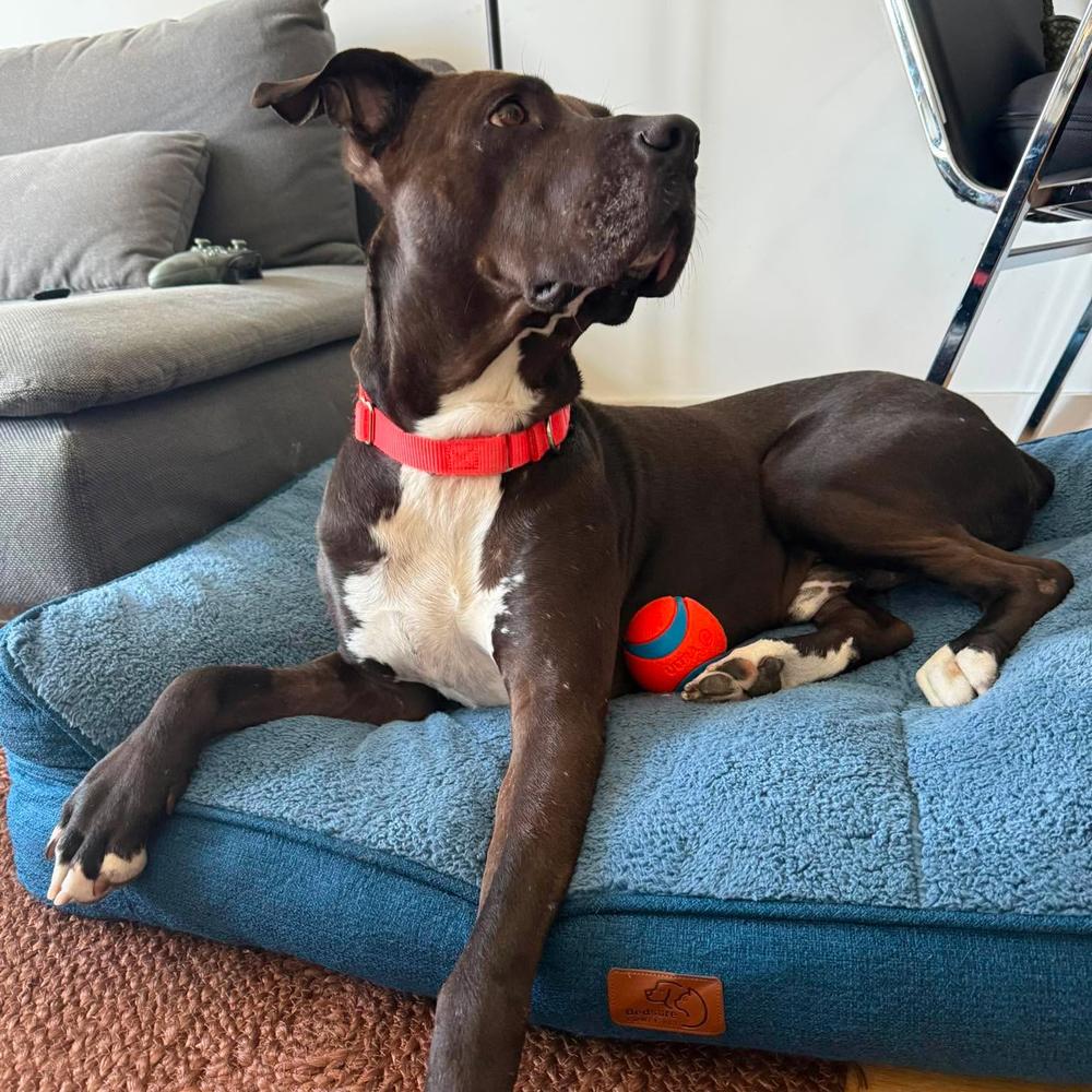 Enlarge Kratos, a Adoptable mixed breed in Long Island City, NY image 1/6