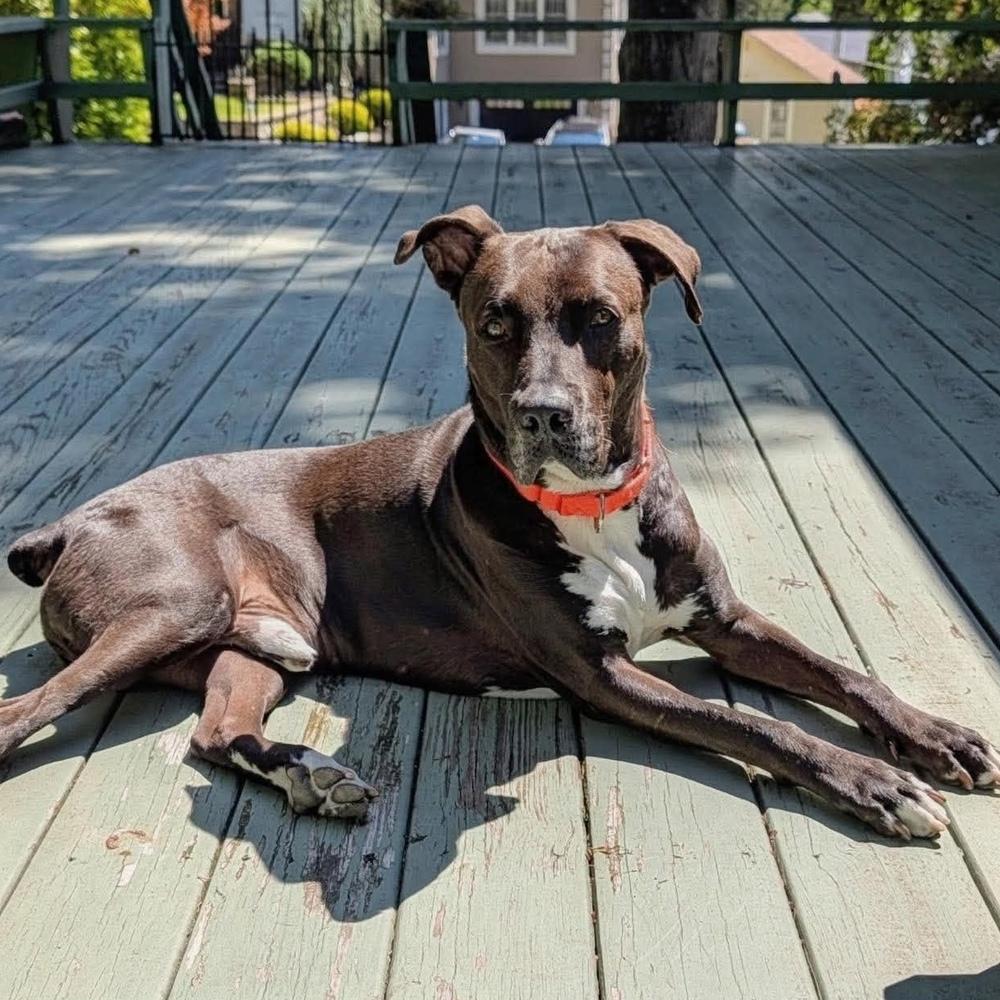 Enlarge Kratos, a Adoptable mixed breed in Long Island City, NY image 2/6