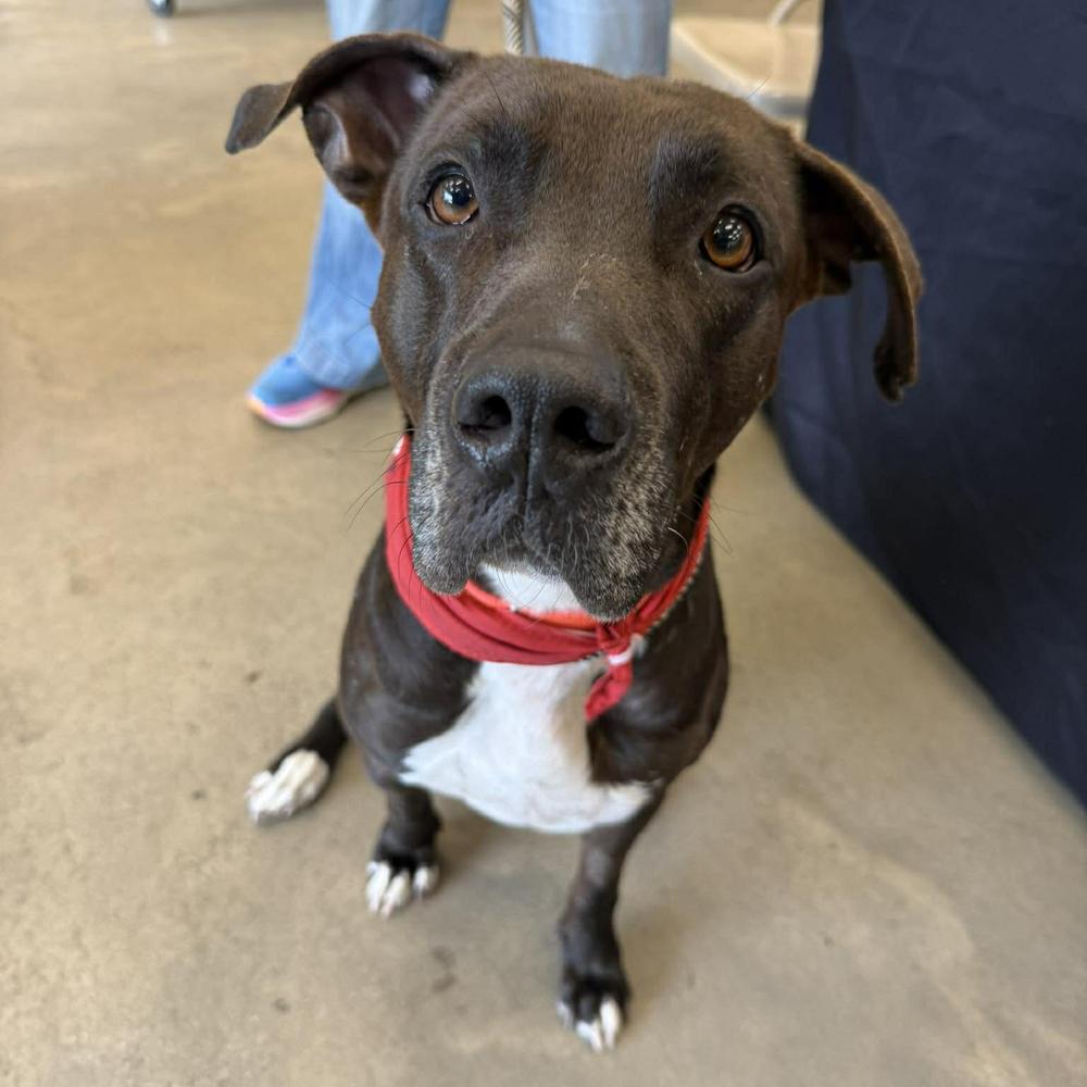 Enlarge Kratos, a Adoptable mixed breed in Long Island City, NY image 3/6