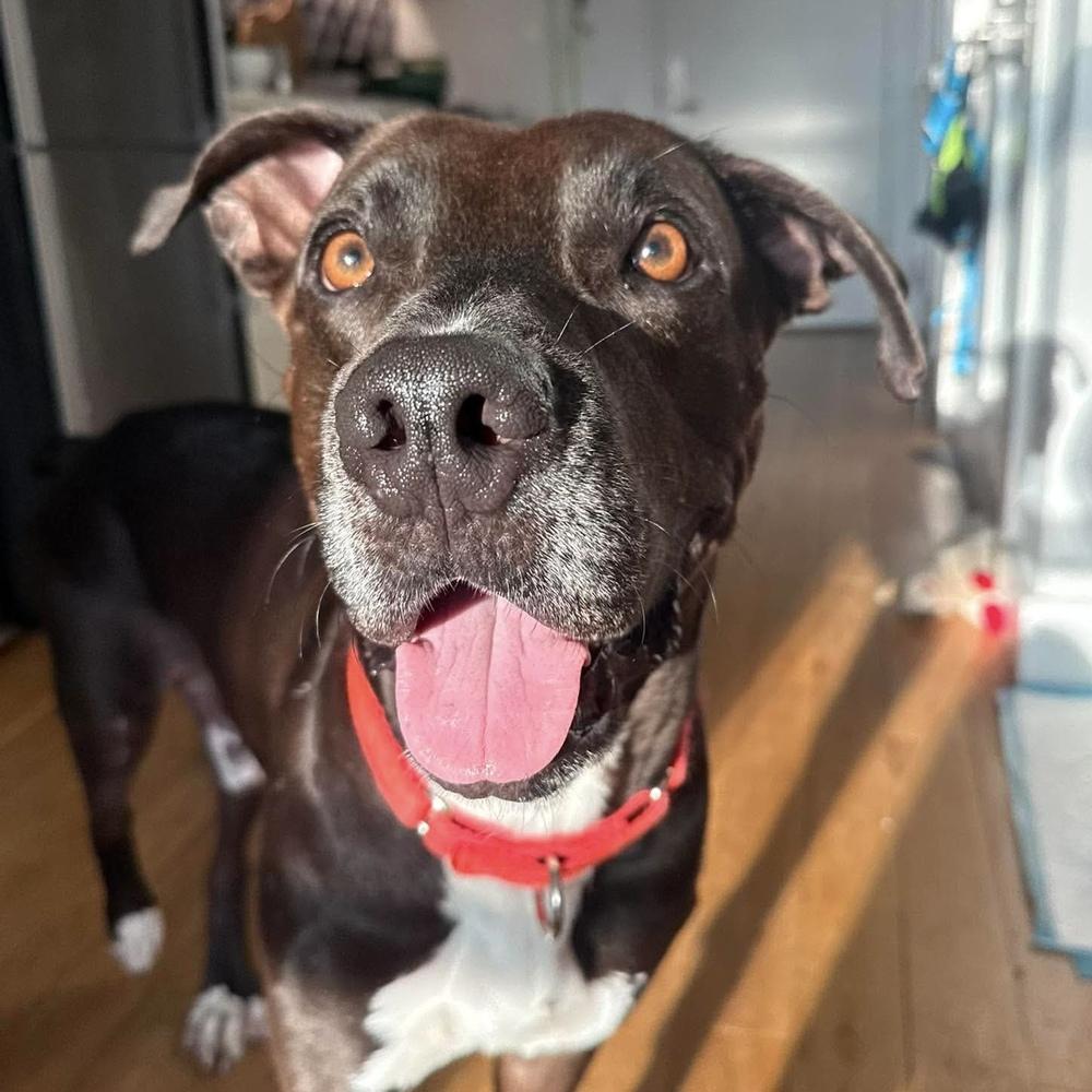 Enlarge Kratos, a Adoptable mixed breed in Long Island City, NY image 4/6