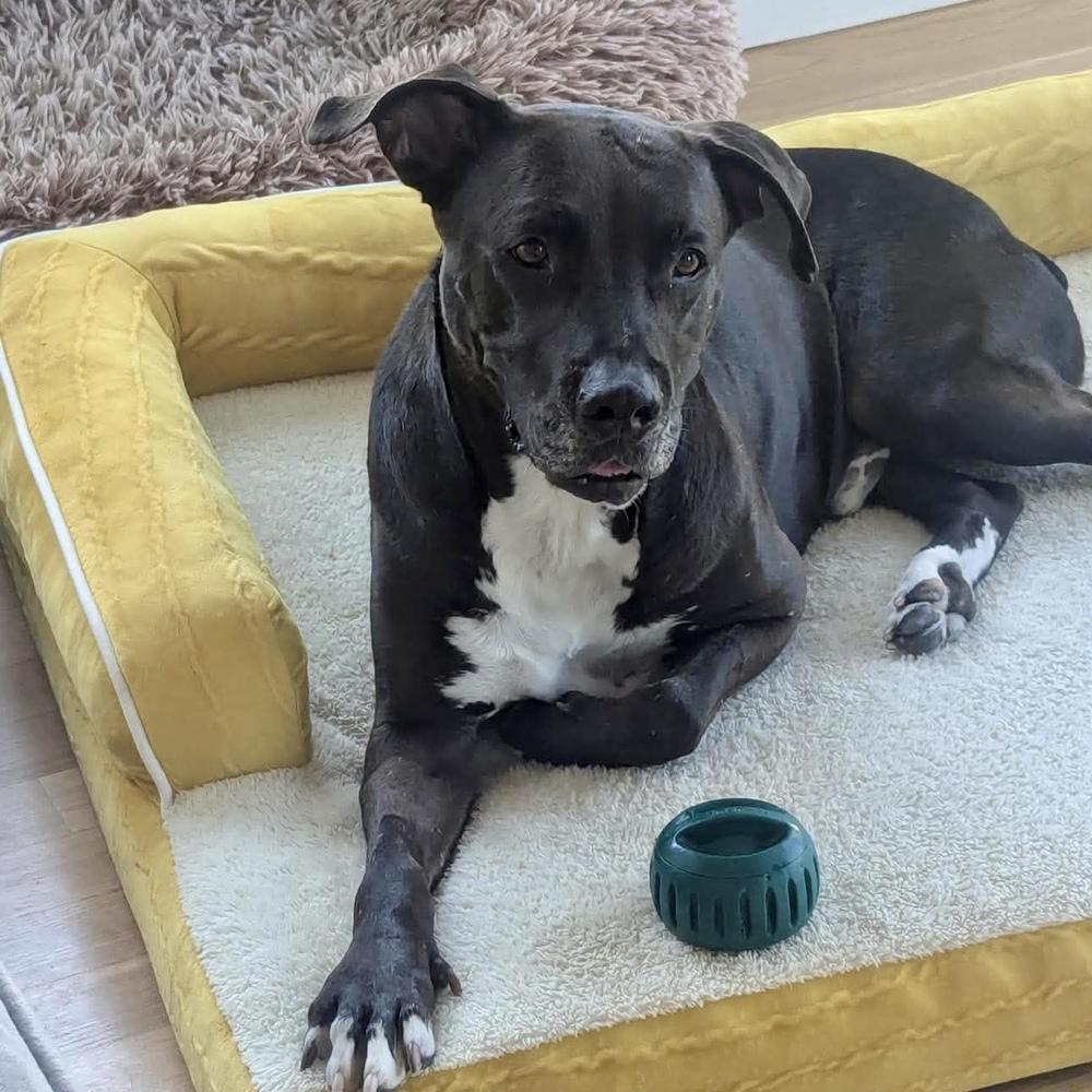 Enlarge Kratos, a Adoptable mixed breed in Long Island City, NY image 5/6