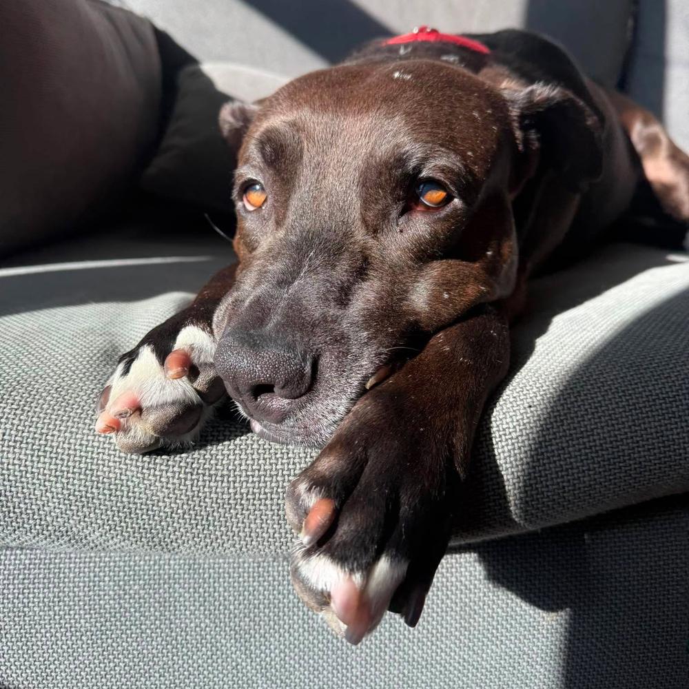 Enlarge Kratos, a Adoptable mixed breed in Long Island City, NY image 6/6