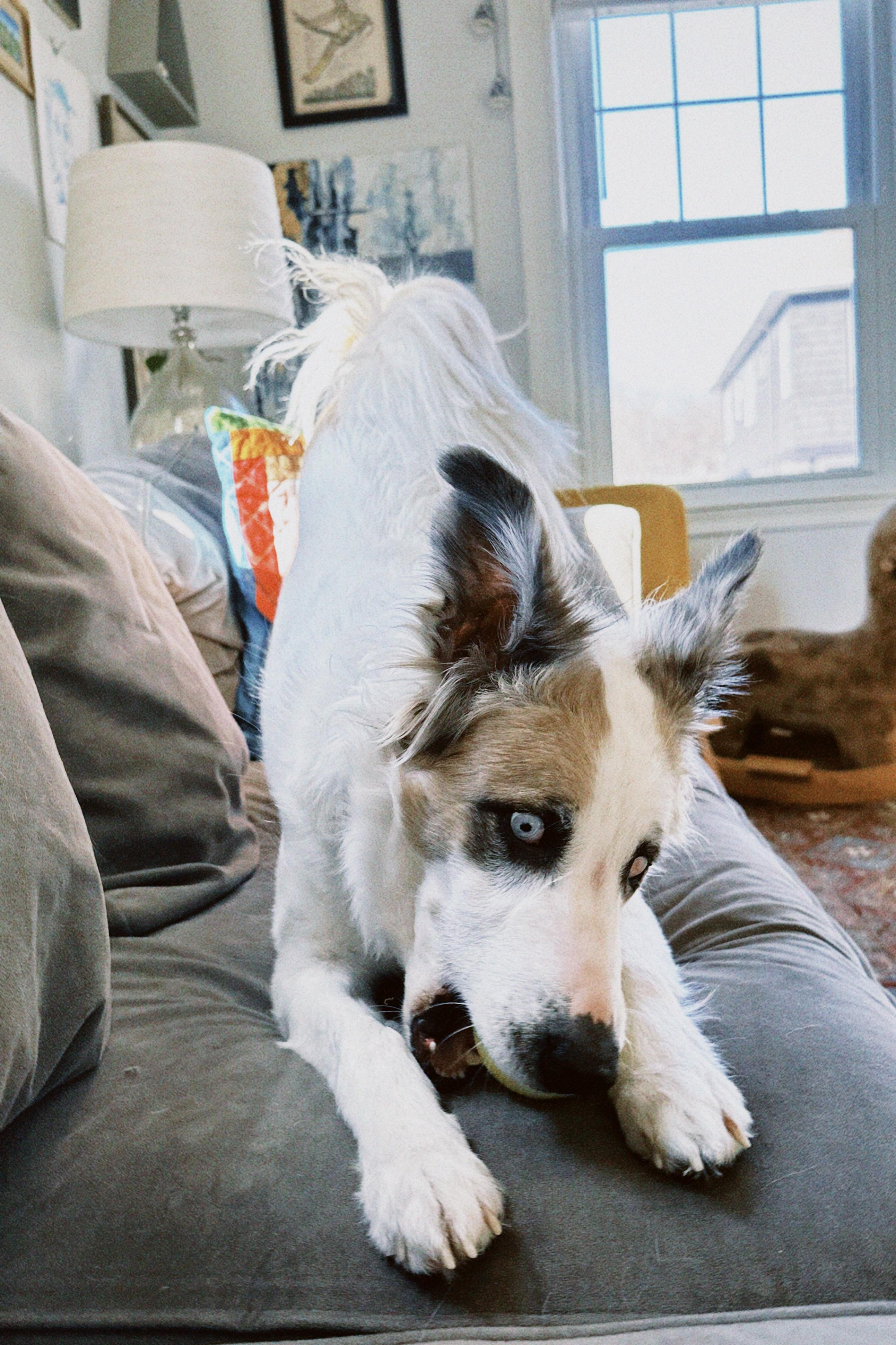 Enlarge Juniper, a Adoptable mixed breed in Marlborough, MA image 6/6