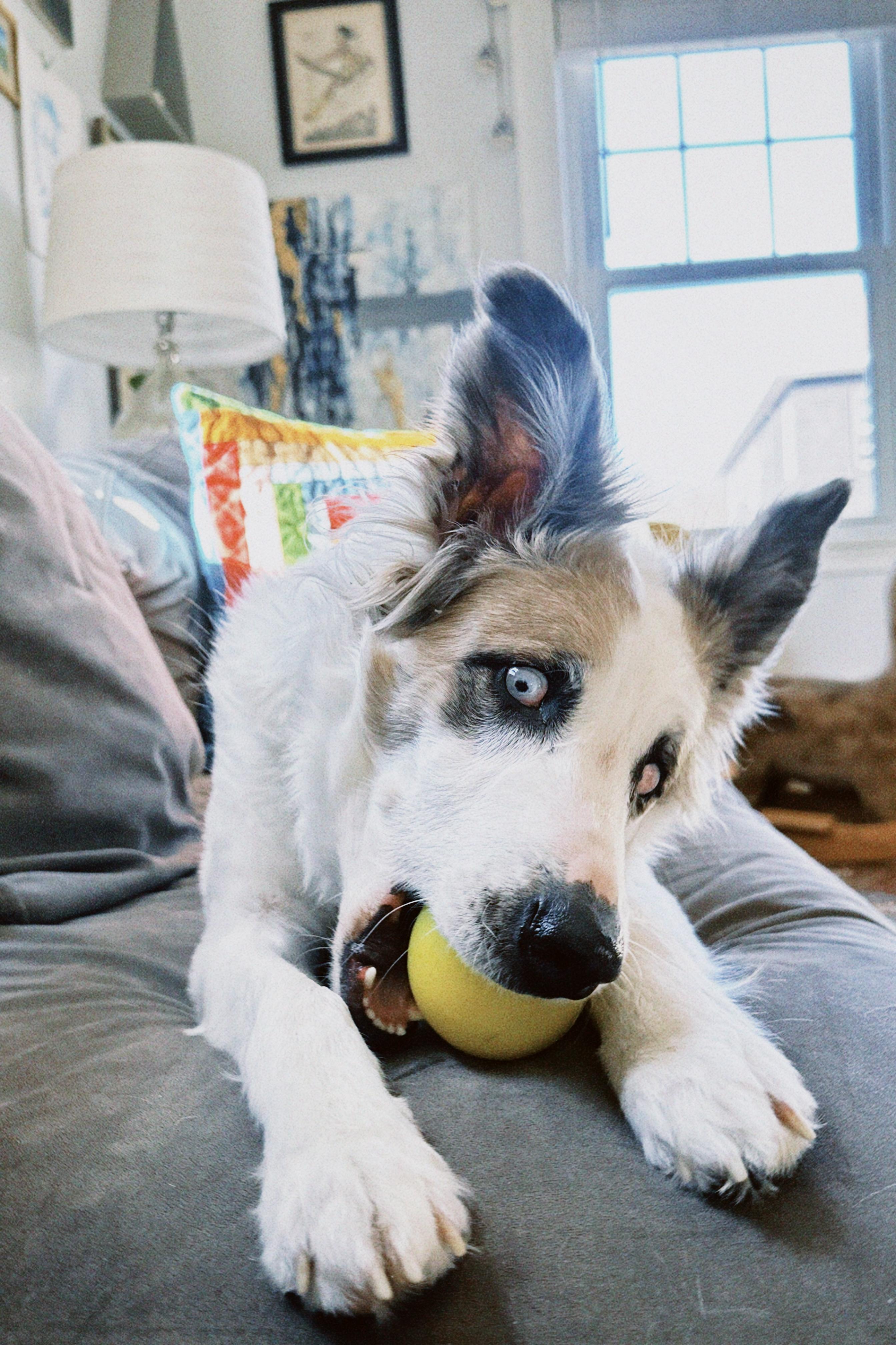 Enlarge Juniper, a Adoptable mixed breed in Marlborough, MA image 2/6