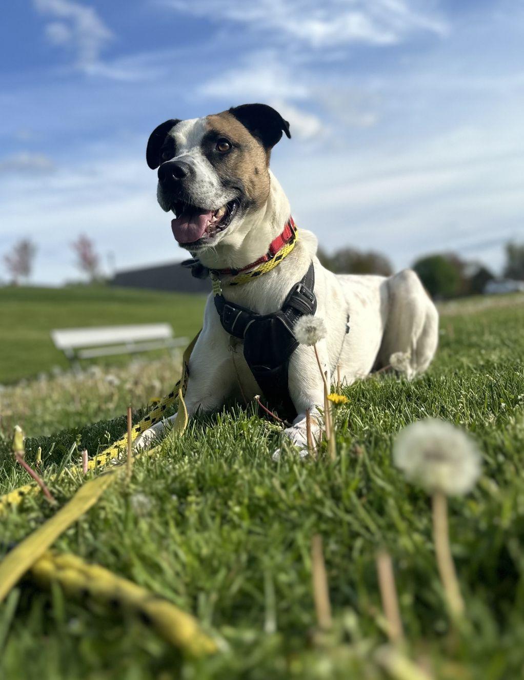 Enlarge Zeppelin, a Adoptable mixed breed in East Hartford, CT image 1/5