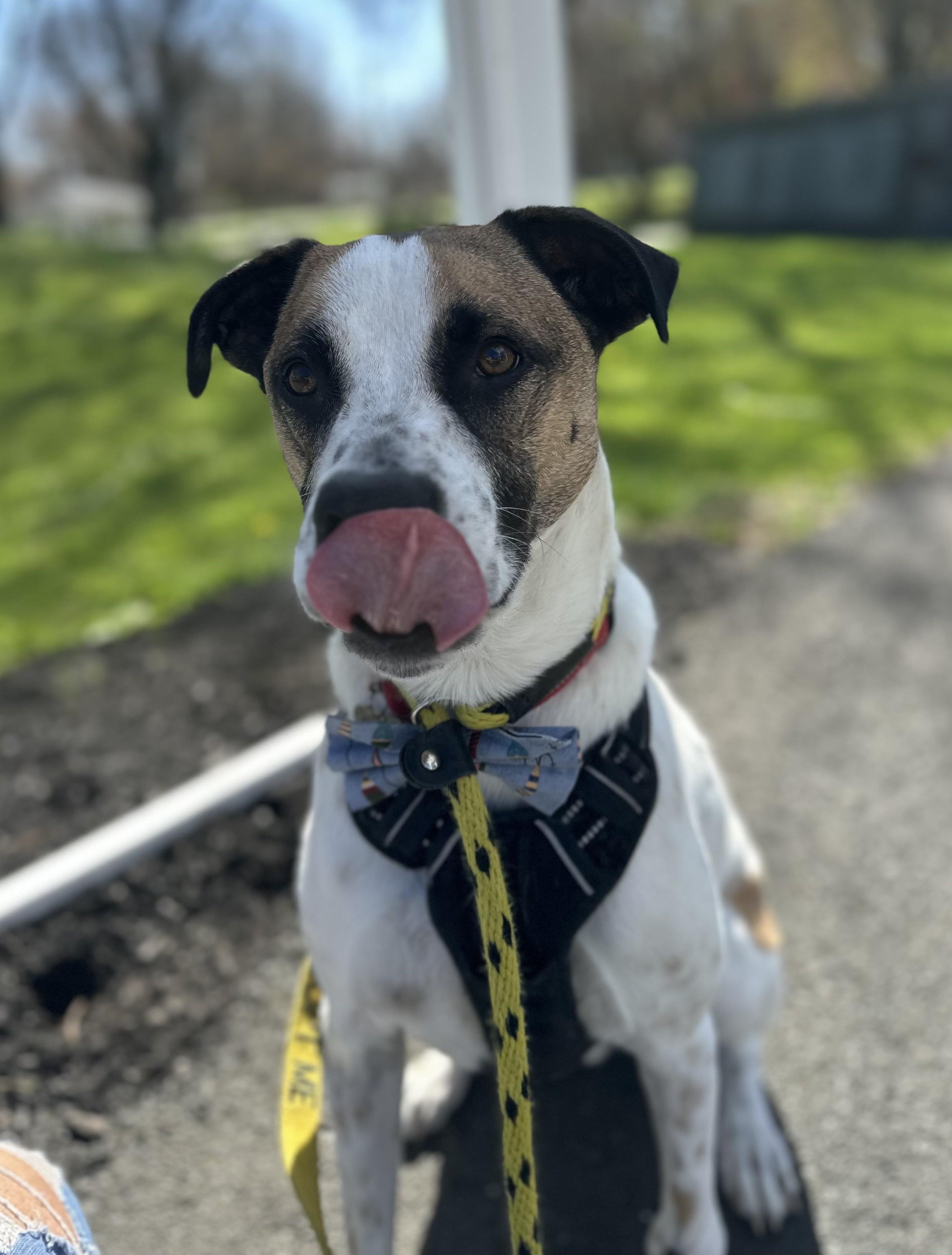 Enlarge Zeppelin, a Adoptable mixed breed in East Hartford, CT image 2/5