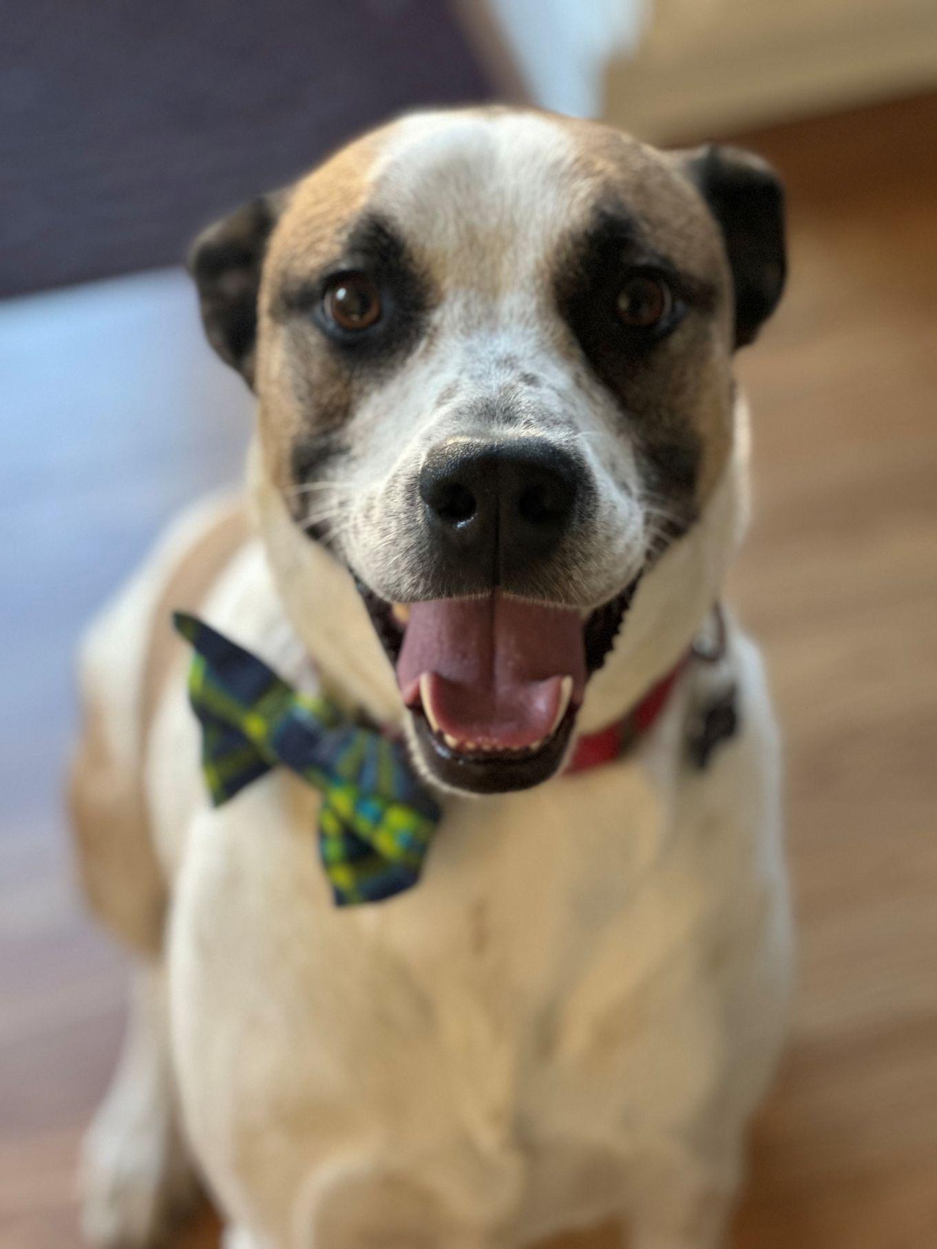 Enlarge Zeppelin, a Adoptable mixed breed in East Hartford, CT image 3/5