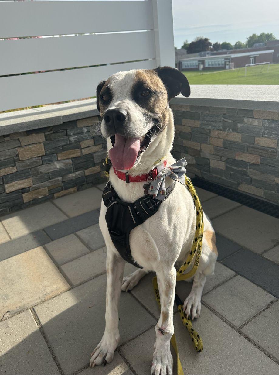 Enlarge Zeppelin, a Adoptable mixed breed in East Hartford, CT image 4/5