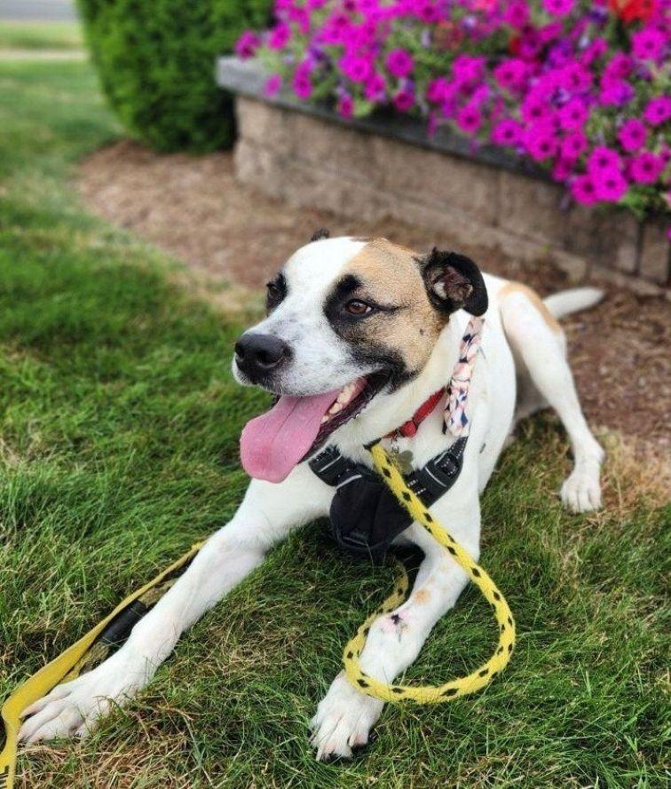 Enlarge Zeppelin, a Adoptable mixed breed in East Hartford, CT image 5/5