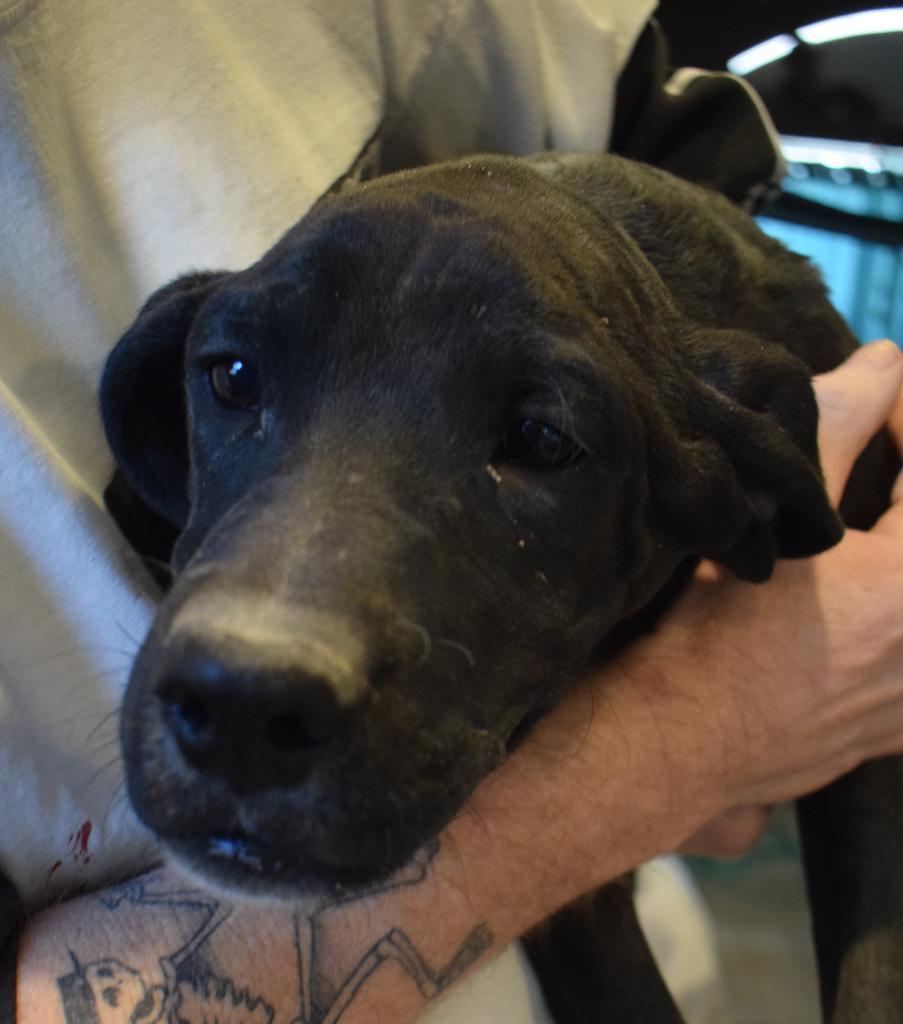 Enlarge Roarke (Retread 2), a Adoptable mixed breed in Pahrump, NV image 1/2