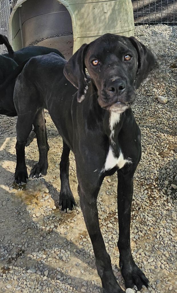 Enlarge Roarke (Retread 2), a Adoptable mixed breed in Pahrump, NV image 1/1