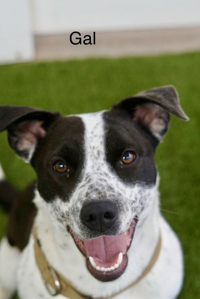 Enlarge Happy Gal, a Adoptable mixed breed in Saint George, UT image 1/2