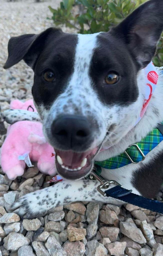 Happy Gal, Adoptable, Young Female Australian Cattle Dog / Blue Heeler & Australian Cattle Dog / Blue Heeler.