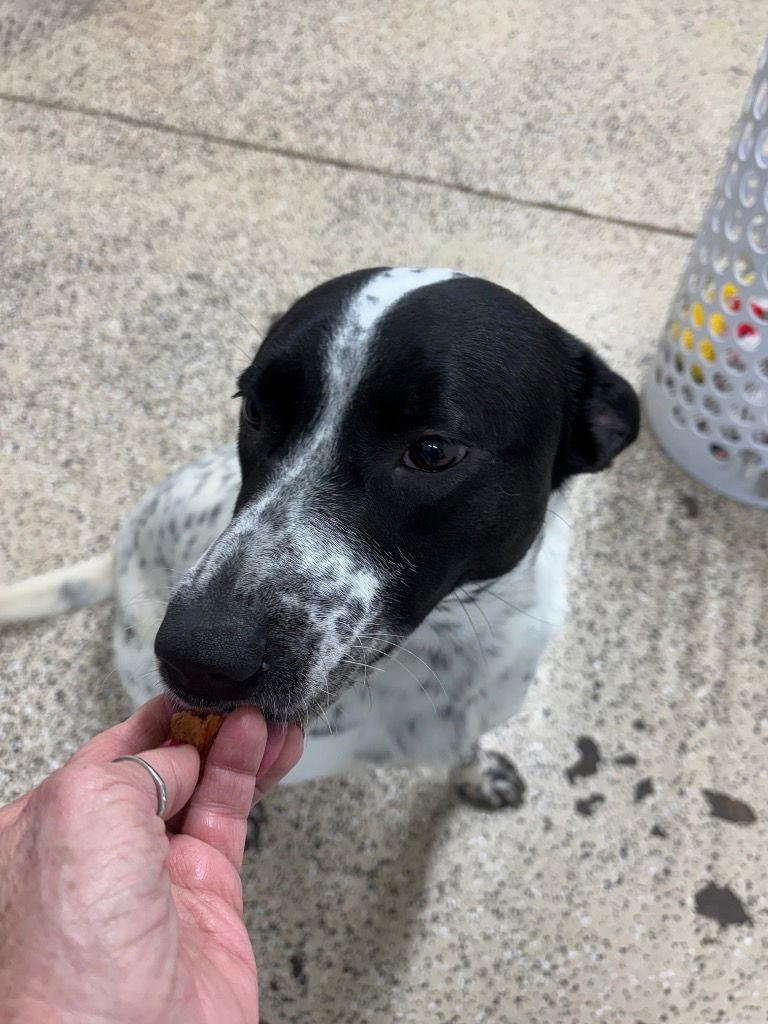 Enlarge Happy Gal, a Adoptable mixed breed in Saint George, UT image 2/2