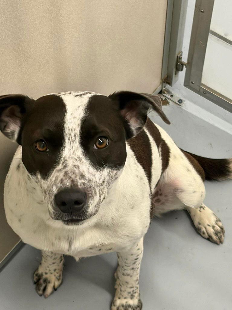 Enlarge Bailey, a Adoptable mixed breed in Saint George, UT image 3/3