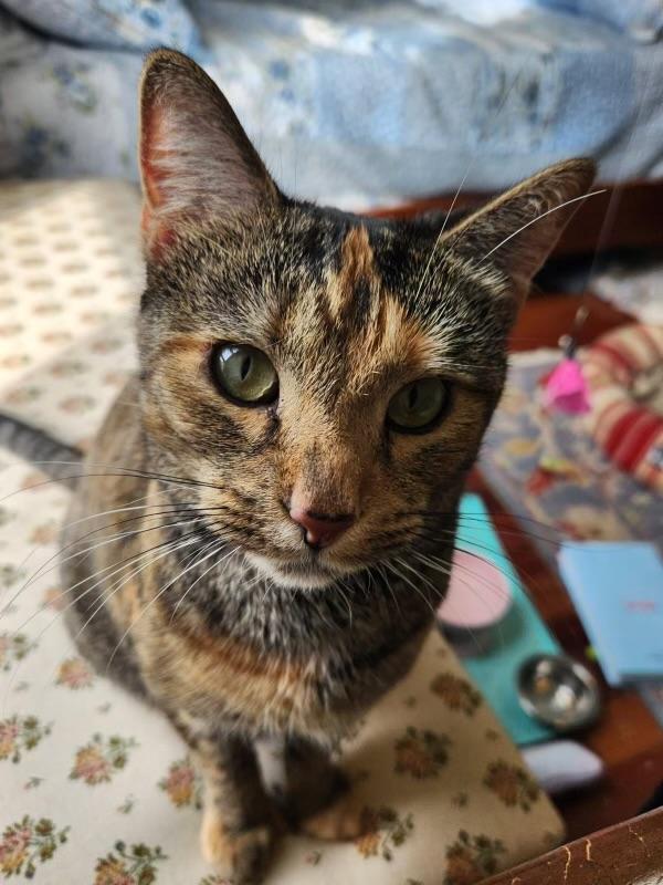 Enlarge Franny, a Adoptable Domestic Short Hair in Alexandria, VA image 2/6