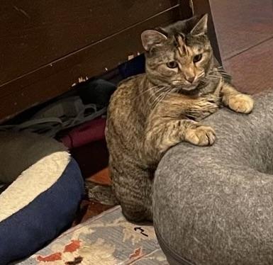 Enlarge Franny, a Adoptable Domestic Short Hair in Alexandria, VA image 6/6