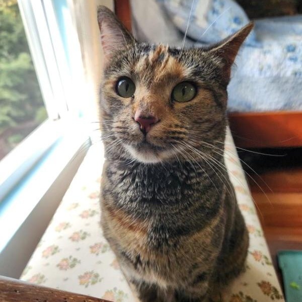 Enlarge Franny, a Adoptable Domestic Short Hair in Alexandria, VA image 1/6