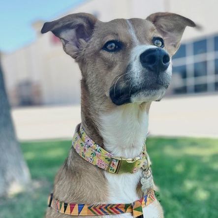 Enlarge Dixilyn, a Adoptable mixed breed in Oklahoma City, OK image 3/6