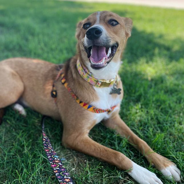 Enlarge Dixilyn, a Adoptable mixed breed in Oklahoma City, OK image 4/6