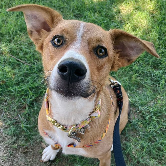 Enlarge Dixilyn, a Adoptable mixed breed in Oklahoma City, OK image 5/6