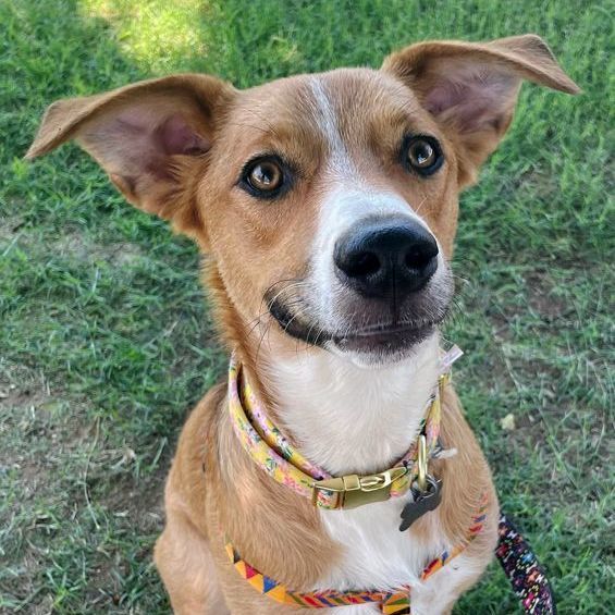 Enlarge Dixilyn, a Adoptable mixed breed in Oklahoma City, OK image 1/6