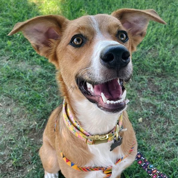 Enlarge Dixilyn, a Adoptable mixed breed in Oklahoma City, OK image 2/6