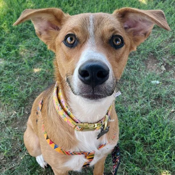 Enlarge Dixilyn, a Adoptable mixed breed in Oklahoma City, OK image 6/6