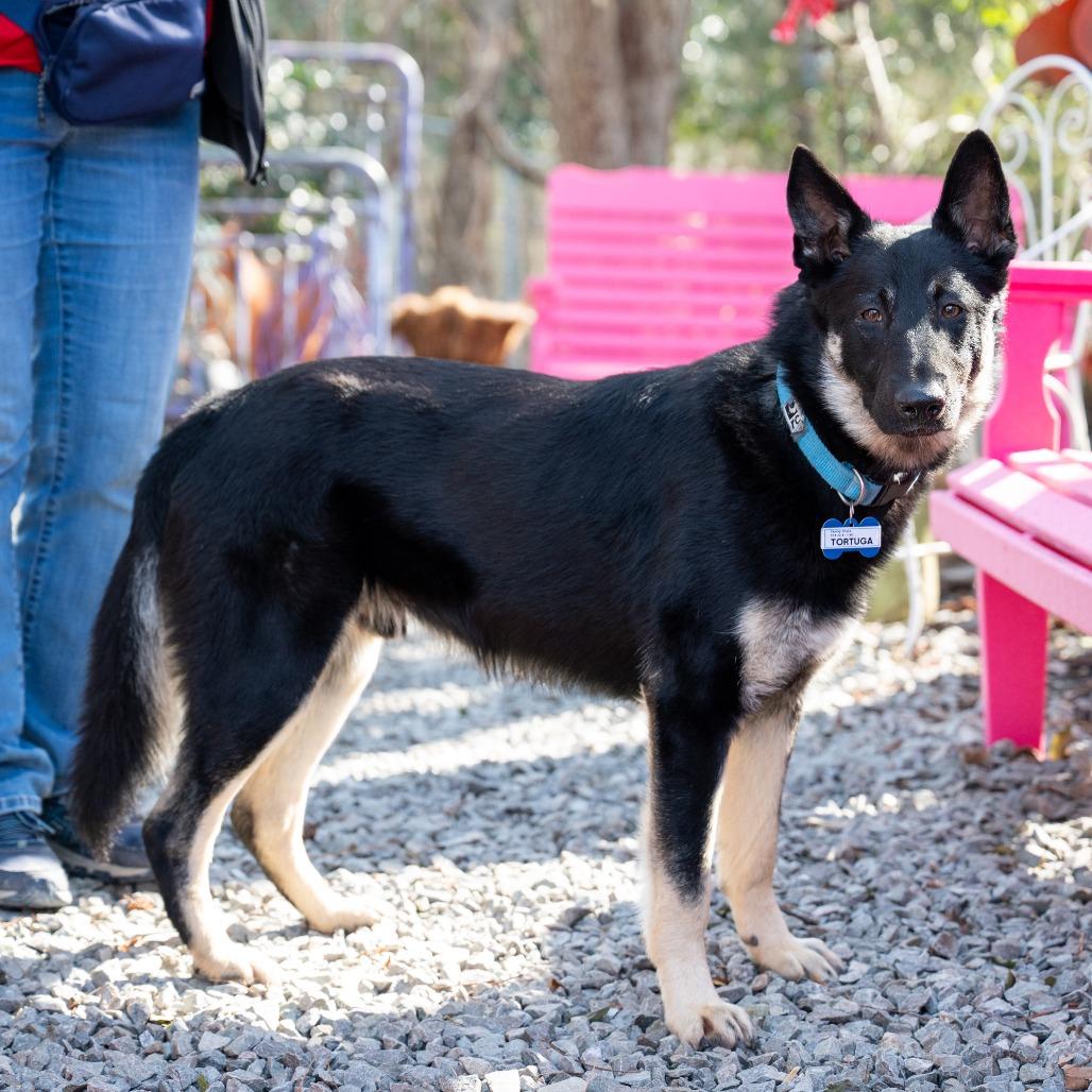 Tortuga, Adoptable, Young Male German Shepherd Dog.